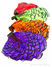 Amherst Pheasant Neck