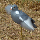 Live Pigeon tuulikyyhky