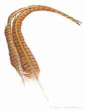 Veniard Cock Pheasant Tail