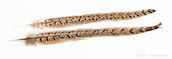 Veniard Hen Pheasant Tail