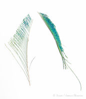Eumer Peacock Sword Natural