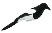 Live Magpie harakan fullbodykuva