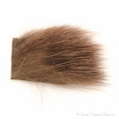 Opossum Body