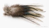 Hareline Coq De Leon