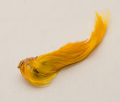 Wapsi Golden Pheasant Crest