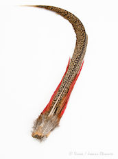 Golden Pheasant Complete Tail