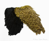 India Hen Back