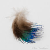 Peacock Neck Hackles