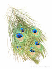 Wapsi Peacock Eyes Natural
