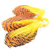Golden Pheasant Complete Neck #1