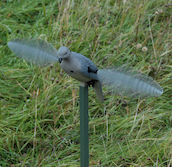 MOJO Dove