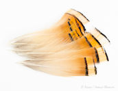 Golden Pheasant Tippets