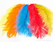 Hareline Ostrich
