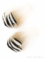 Wapsi Barred Woodduck Feathers