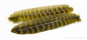 Ozark Turkey Olive