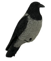 Live Crow varis / variksen fullbodykuva