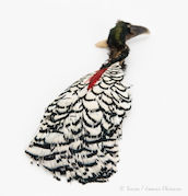 Amherst Pheasant Head