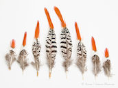 Amherst Pheasant Spear Feathers