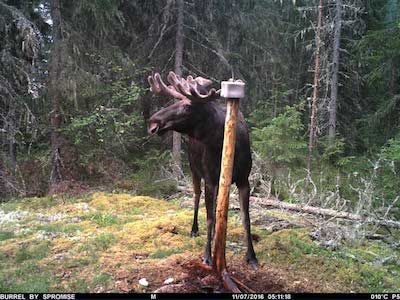 Burrel Riistakamera päiväkuva hirvi