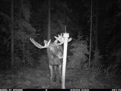 Burrel Riistakamera Inframusta Yökuva