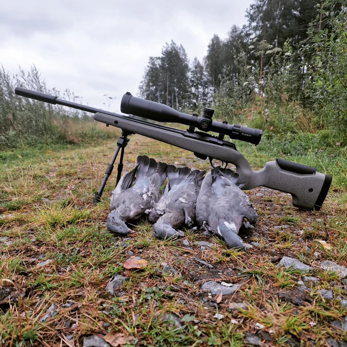 Kyyhkyn metsästys kivääri