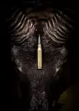 Norma Odin .30-06 Sprg. 11,7g - .30-06 Springfield kiväärinpatruunat - 7393923334165 - 4