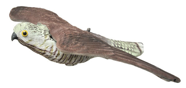 Haukka, Live Hawk - Houkutuskuvat - 702010008 - 1